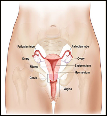 Gynaecological